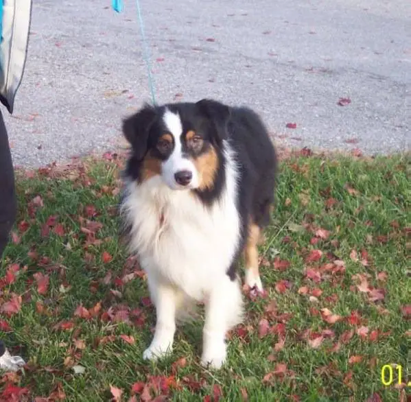 Cobbercrest Talk Of The Town II