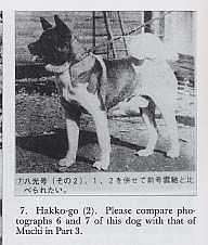 Hachiko AKA Hakkou Go