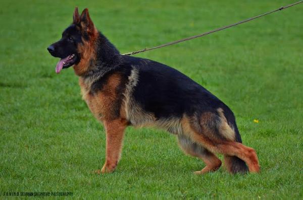 SG CAC CACIB Vegas Topolovnicki
