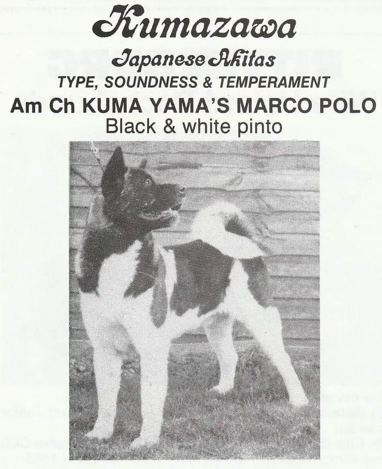 AKC CH Kuma Yama's Marco Polo
