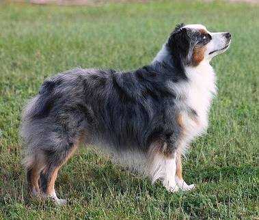 Multi BIS, Multi CH Peaceful Acres Talk About Flash