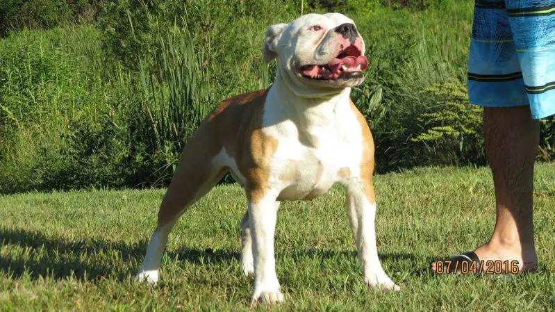 Nuyorican Bulldogges Kanny