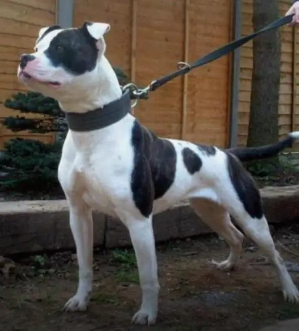 NKC CH, ABNA CH Blueblood's Joleen of SAB