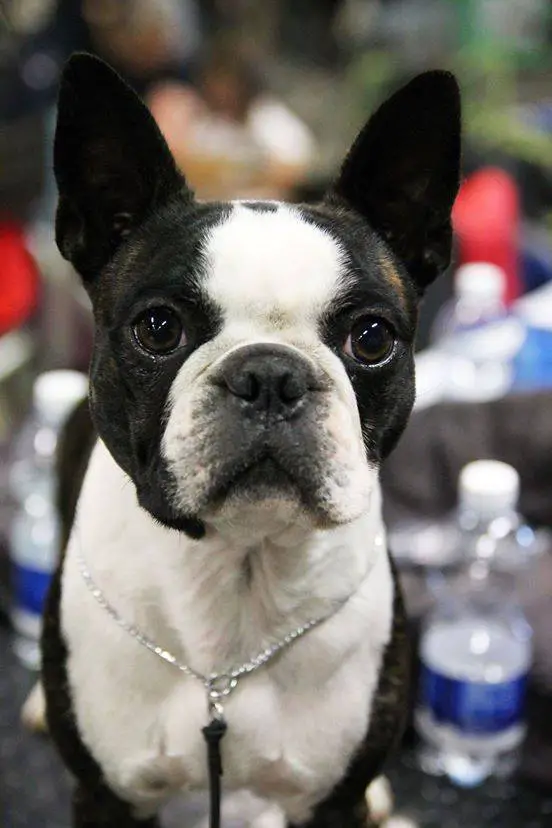 ITALIAN CHAMPION Himalia's Stile Dandy ACE