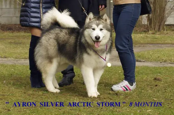 Ayron Silver Arctic Storm