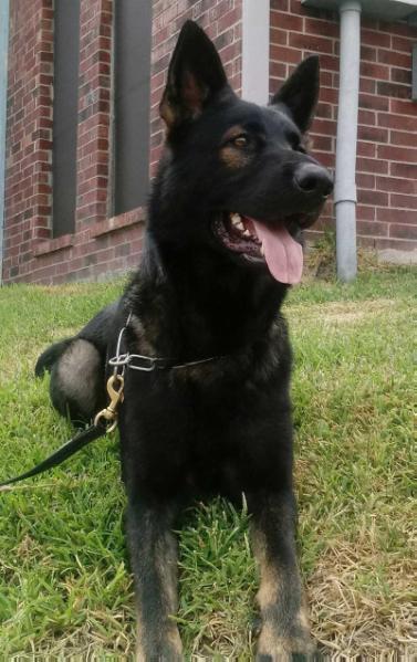 Sunder by Ares von Schraderhaus