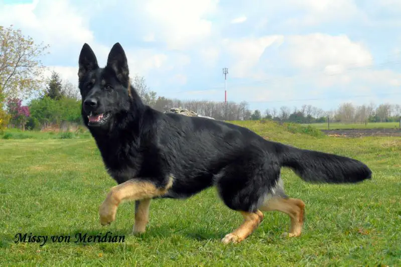 Missy von Meridian