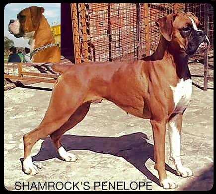 Shamrock's Penelope