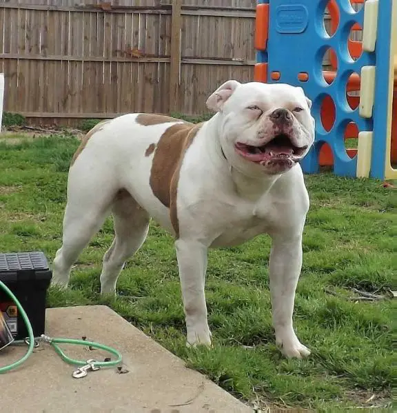 Simply Incred-a-bull Jaguar @ DHAB