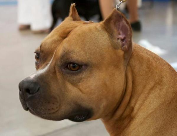 AKC GR CH Risso's Ace