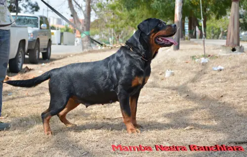 mamba negra ranchlara