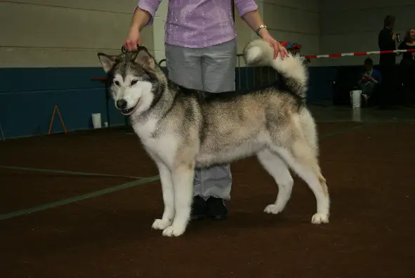 BRIGHT NORTHERN STAR'S VINTUKA