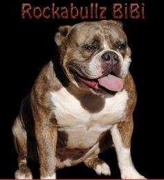 RockaBullz Bibi