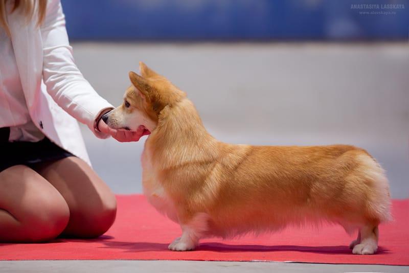 Laif Spring Golden Magic