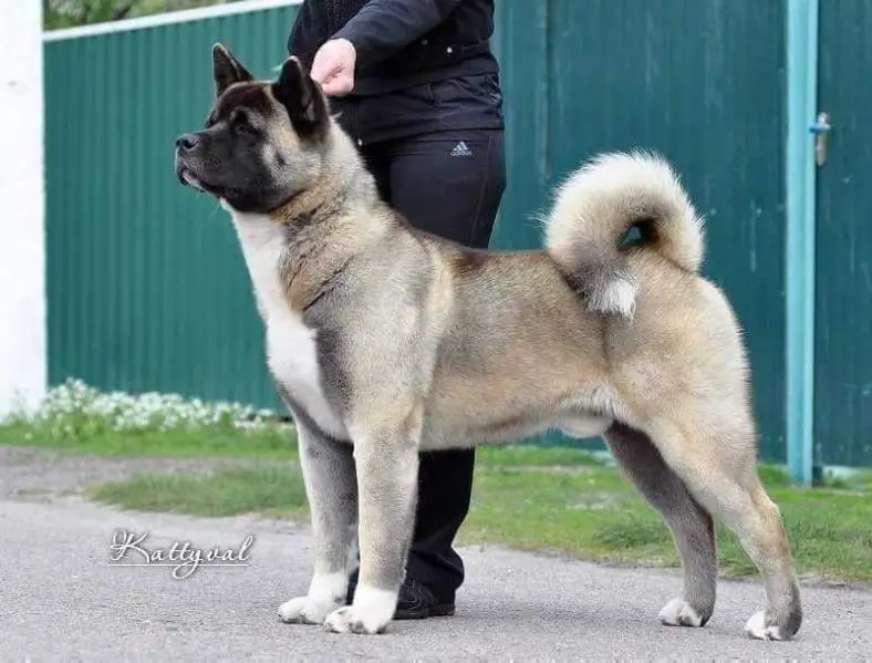UKR CH, UKR JCH/JGCH Majestic Elite Lennon