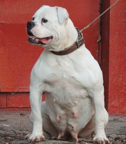 Bulldrow Charming Beauty