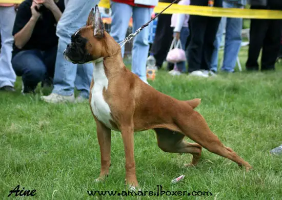 Ro.JCH., 3xCAC VELOCITA HERTHA VOM KAISERFELSEN