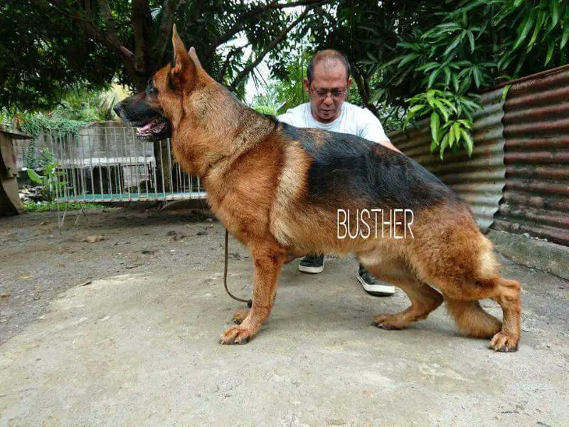 Caro Vom Markes Burghof