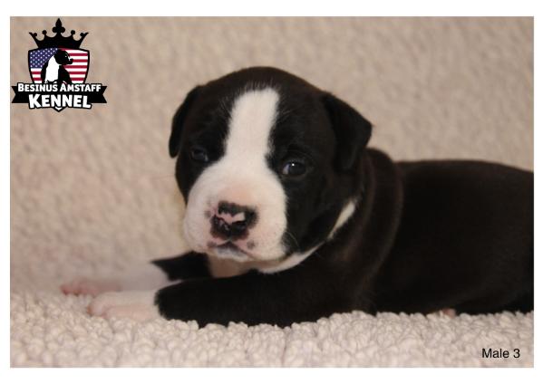 Besinus Absolute Boyfriend