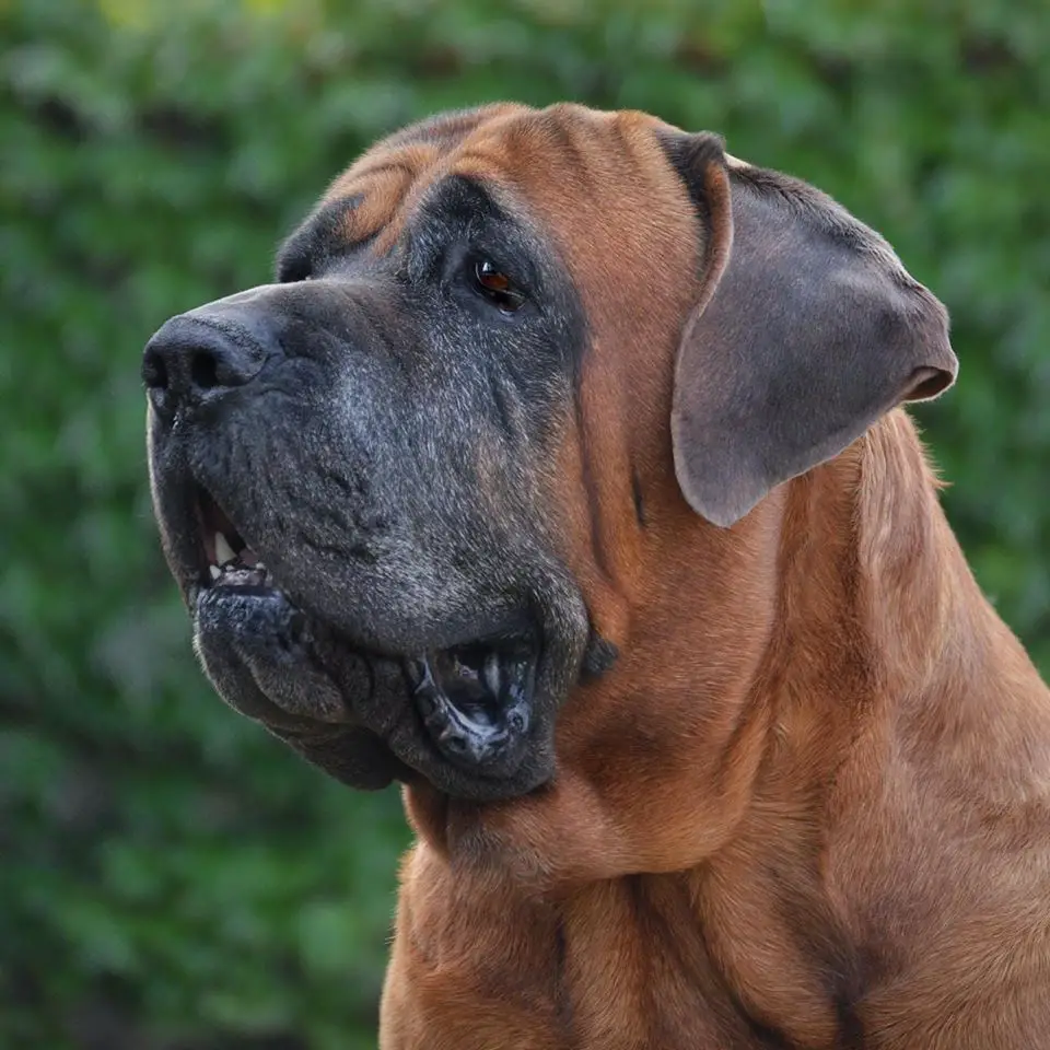 EW*12, WW*13, REW*13, EW*16, VEW*19 Agiro Tosadar