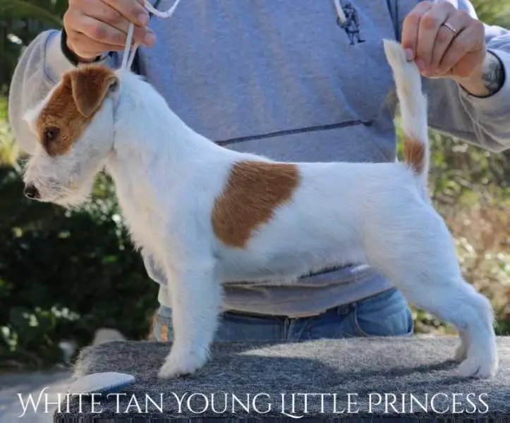 White Tan Young Little Princess