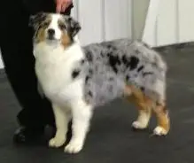 Bayoulands Uptown Girl