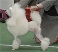 Elegant Stail Latoya Luchshe Vseh