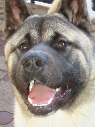 CHI CH, CHI JCH Aimoru Terra Volcan