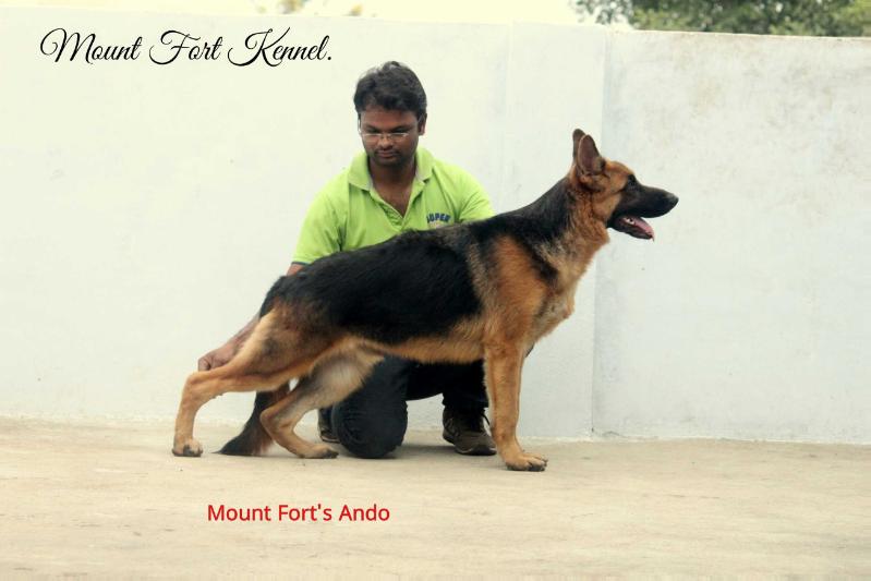 Mount Fort's Ando