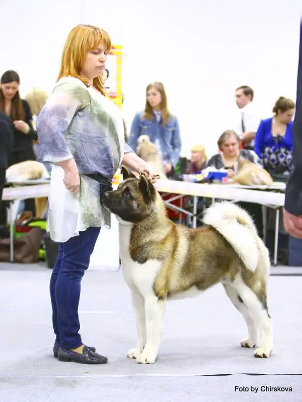 GER CH Bella Come Sei