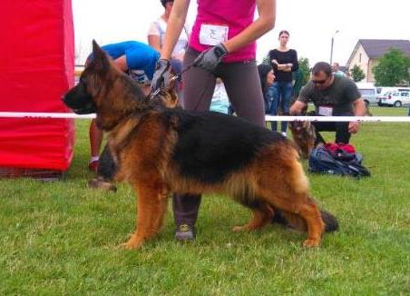 JCH UA  CH UA. Dominika Wilderwein long