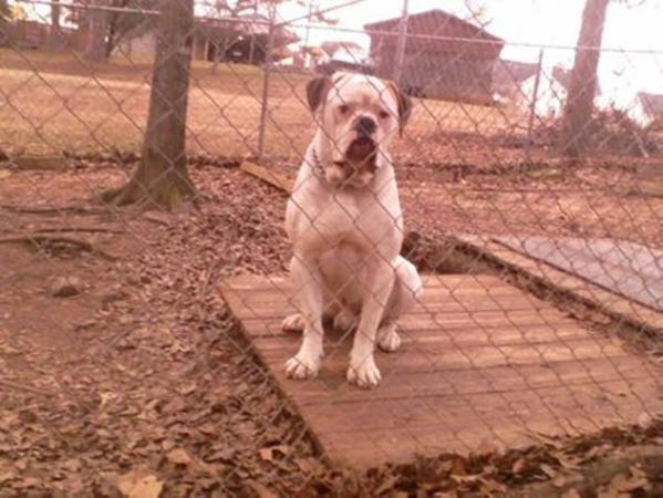 Neal's John D the Bruiser II Decatur