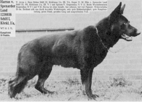 Harras vom Spexarder Land