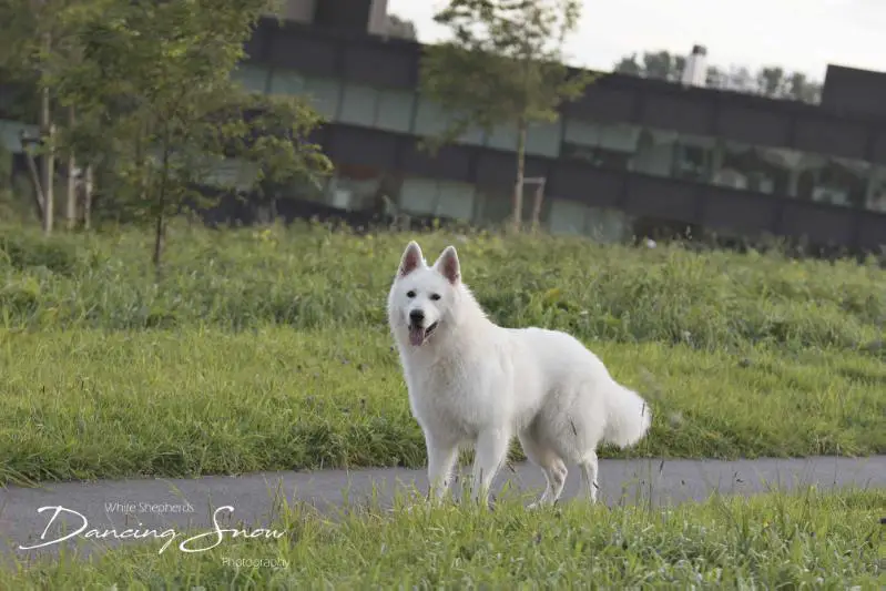 Love me Legend for the Joy of Life