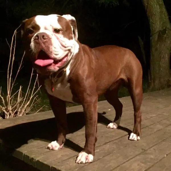 CH BMR Miss Java Brown of Asylum