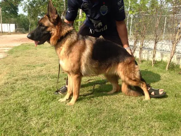 Aungpao vom bark land