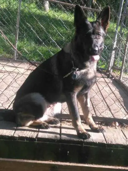 C-Nala 2 vom Old Guard