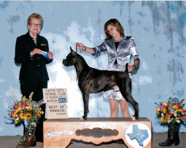 AKC Major Pointed Crimon's Howl at the Moon