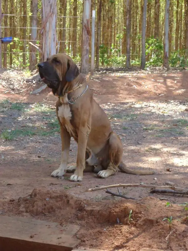 Zeus Gigantes do Aporã