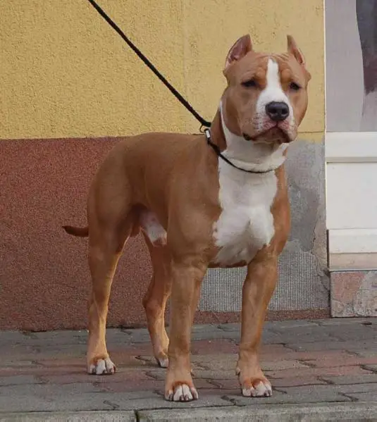 Minnesota Star Man O' War