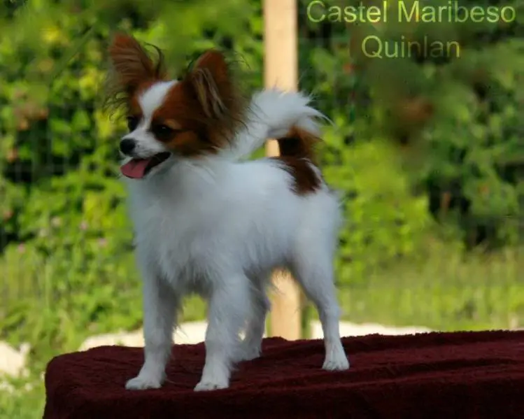 CAN CH Castel Maribeso's Quinlan