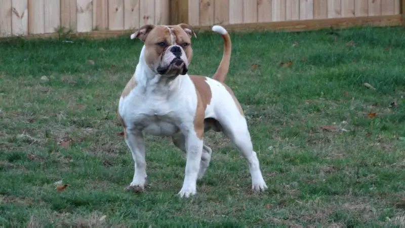 CH Connecticut Bulldog's Big Boss Brutus of OVB