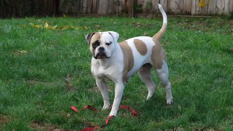 Connecticut Bulldog's Princess Briana of BGB