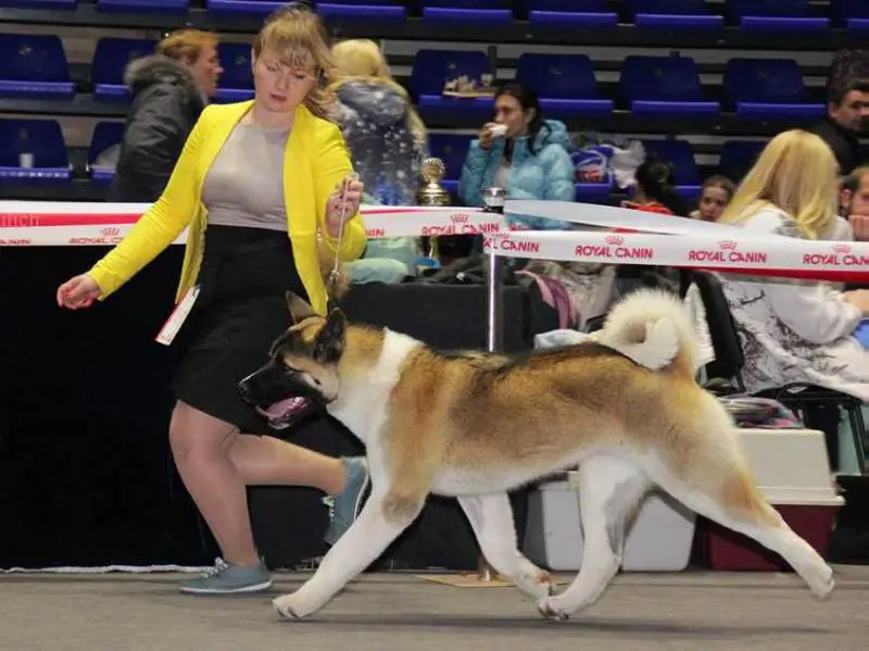 exc., RCAC, BOBPuppy Delicious Jade Fire Amaterasu