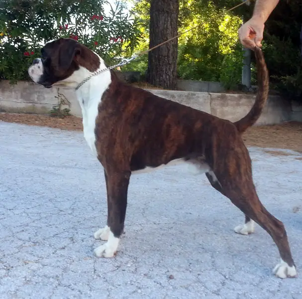 Alfiero del Colle dell'Infinito