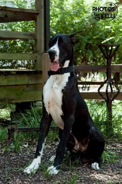 ELNS Lord Bane of Gotham