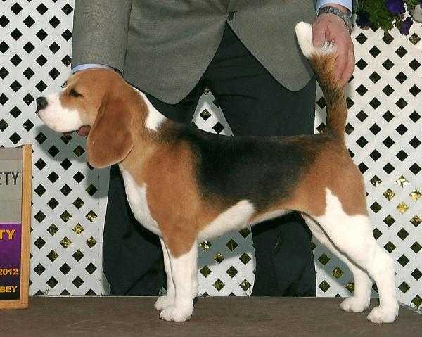 Pun Kotzky La Marseillaise