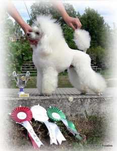 Magicstar Love On Puymeras