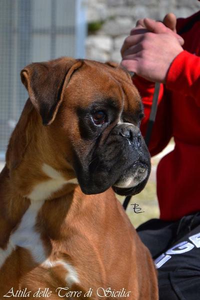 Attila delle terre di sicilia