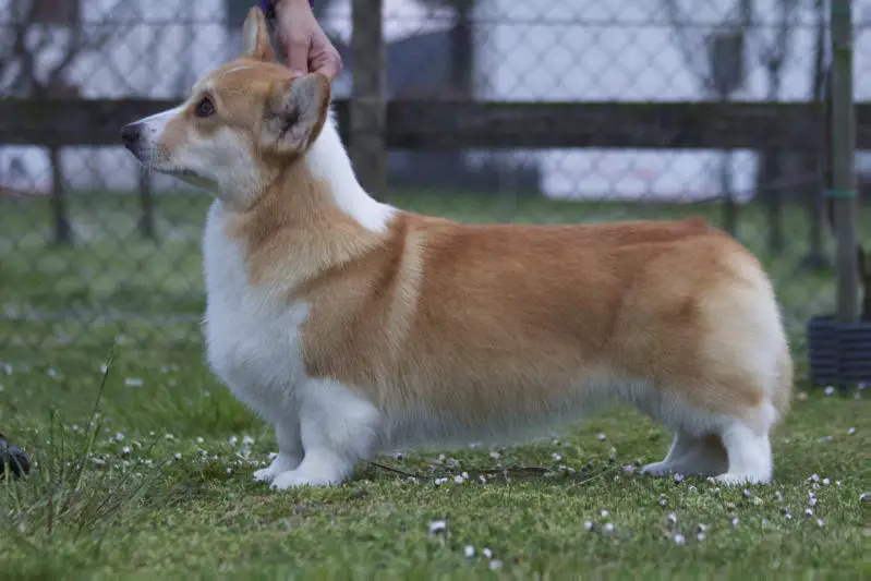 Corgilandia Zeniatta for Pems Passion